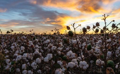 The cotton fiasco